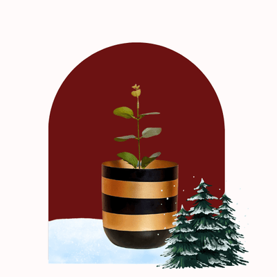 Christmas Sale X Planters - The Artment