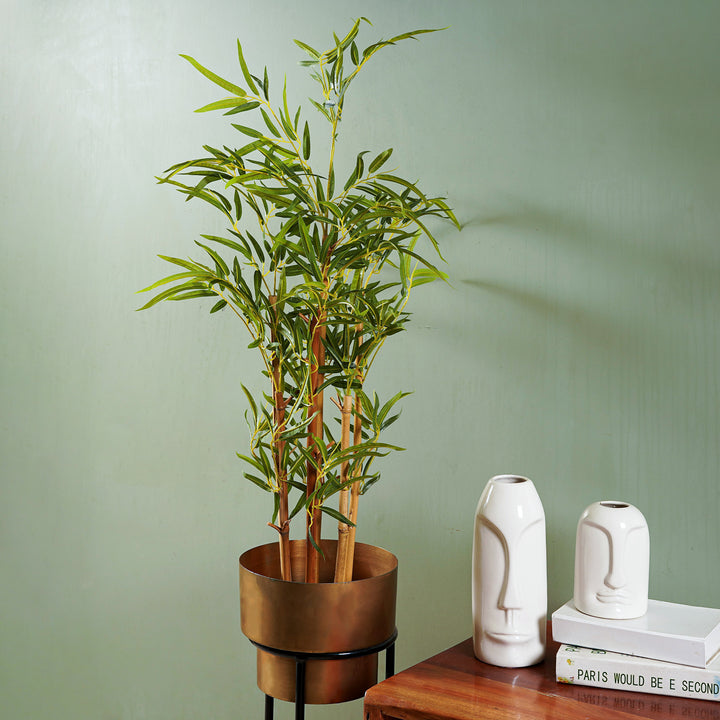 golden bamboo plant indoor Golden Bamboo Plant – The Artment