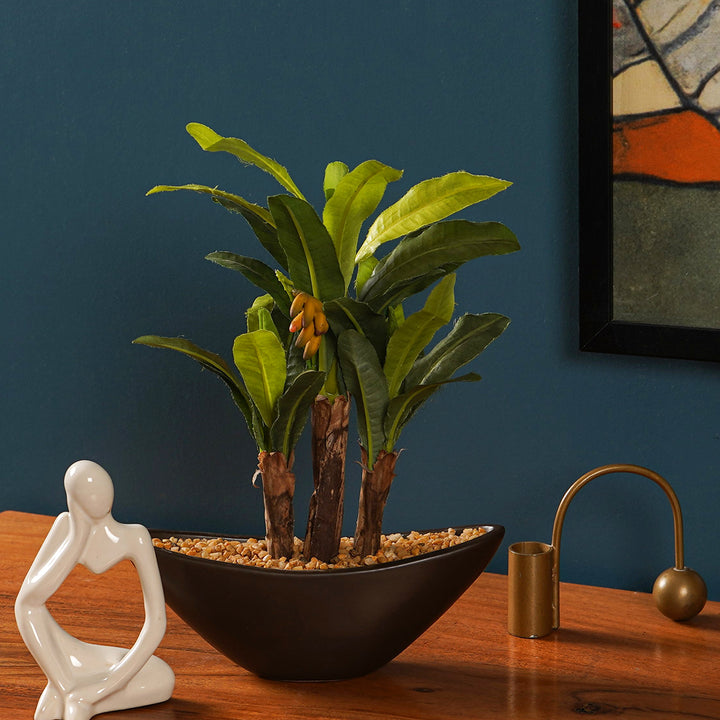 bonsai banana tree for sale Maple bonsai – The Artment