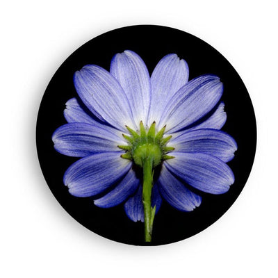 Aster in the Bright Light Canvas (Matte Finish) - The Artment