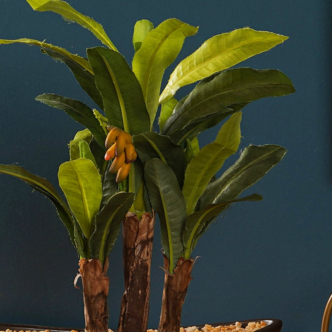 banana bonsai tree Maple bonsai – The Artment