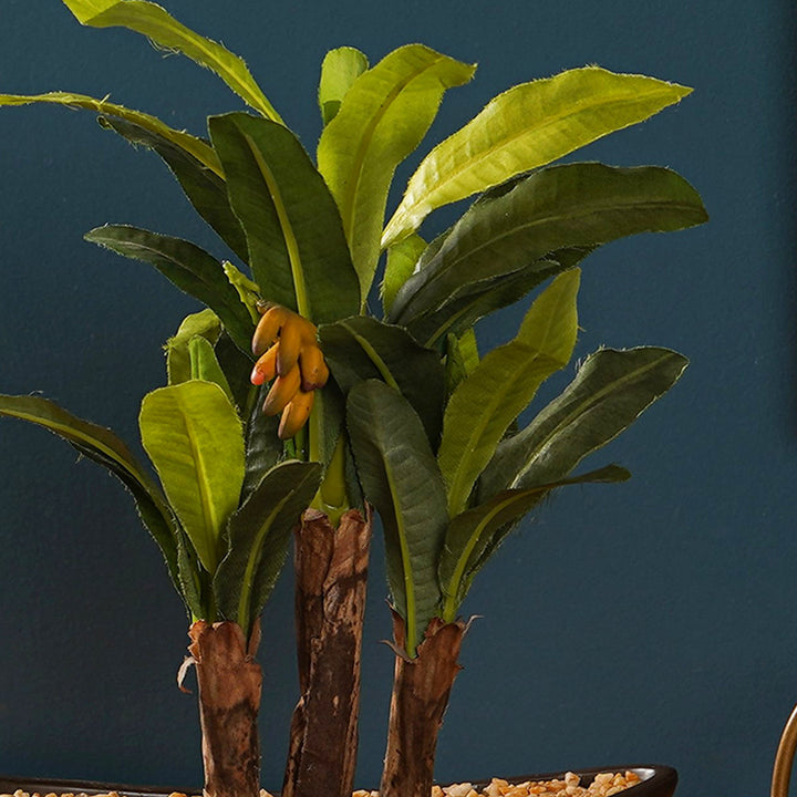bonsai banana tree price Maple bonsai – The Artment