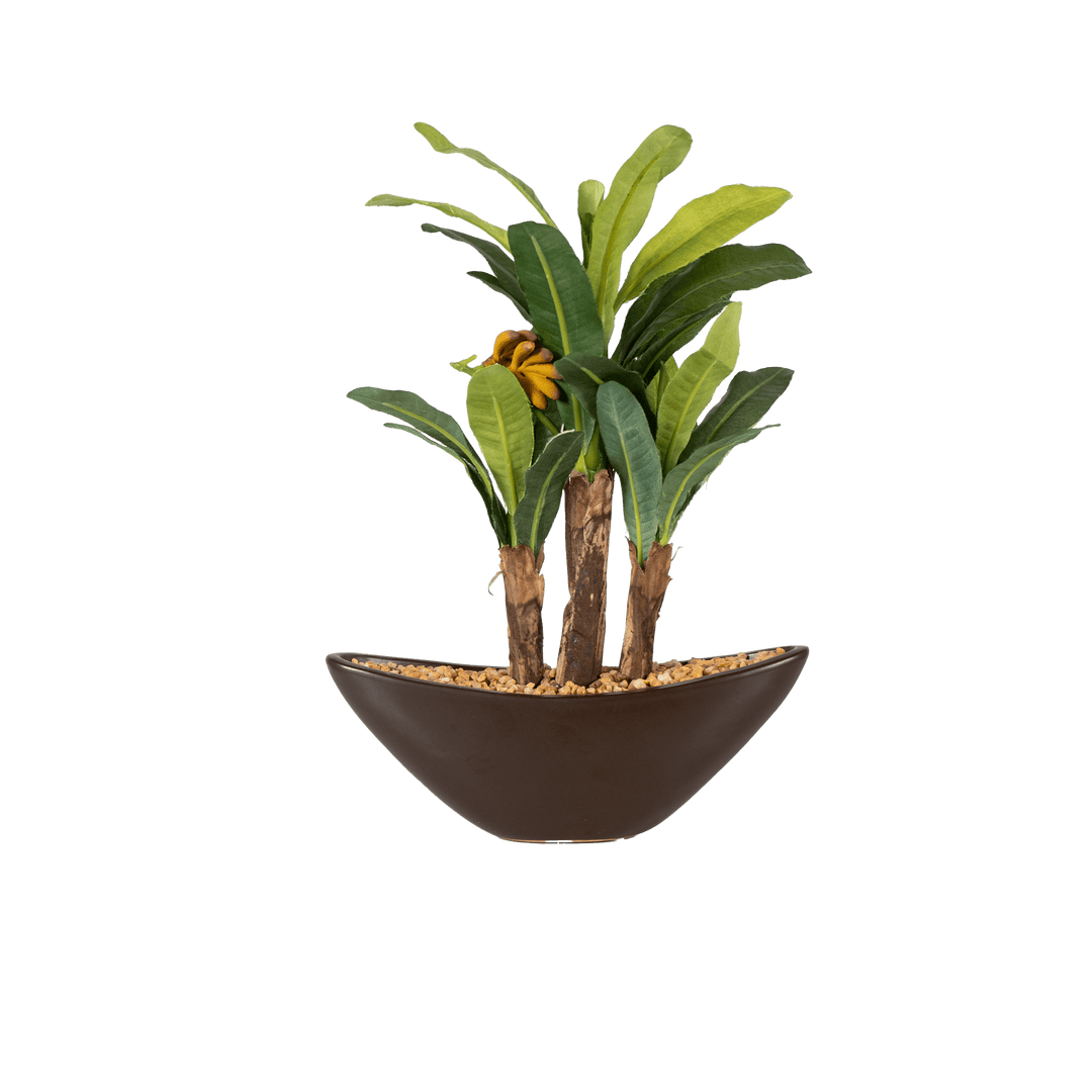 bonsai banana tree for sale Maple bonsai – The Artment