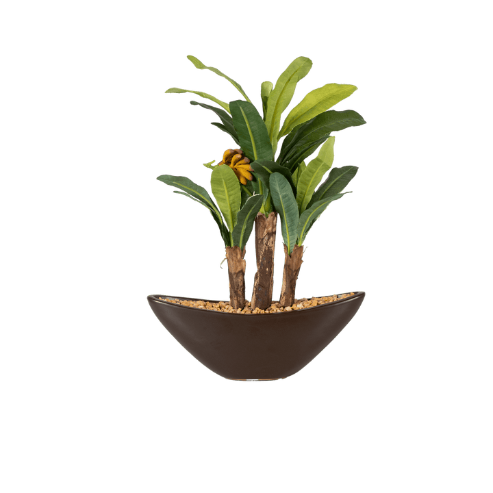 mini bonsai banana tree Maple bonsai – The Artment