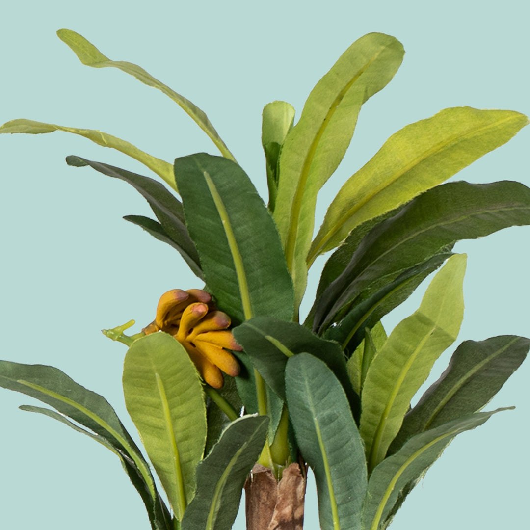 bonsai banana tree price Maple bonsai – The Artment