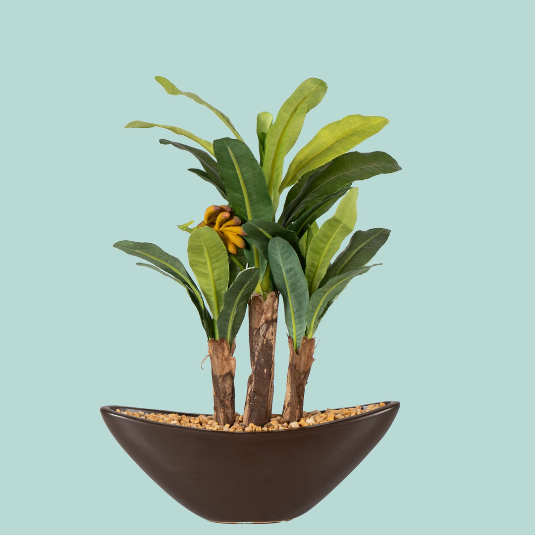 bonsai banana tree price Maple bonsai – The Artment