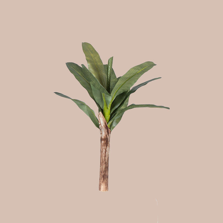 banana leaf palm plant Banana Palm Tree – The Artment