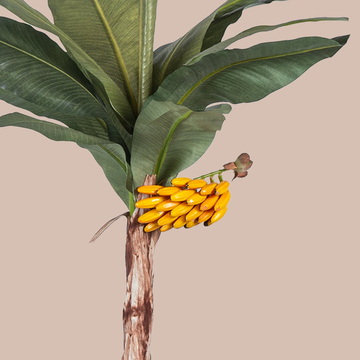 banana plant palm Banana Palm Tree – The Artment