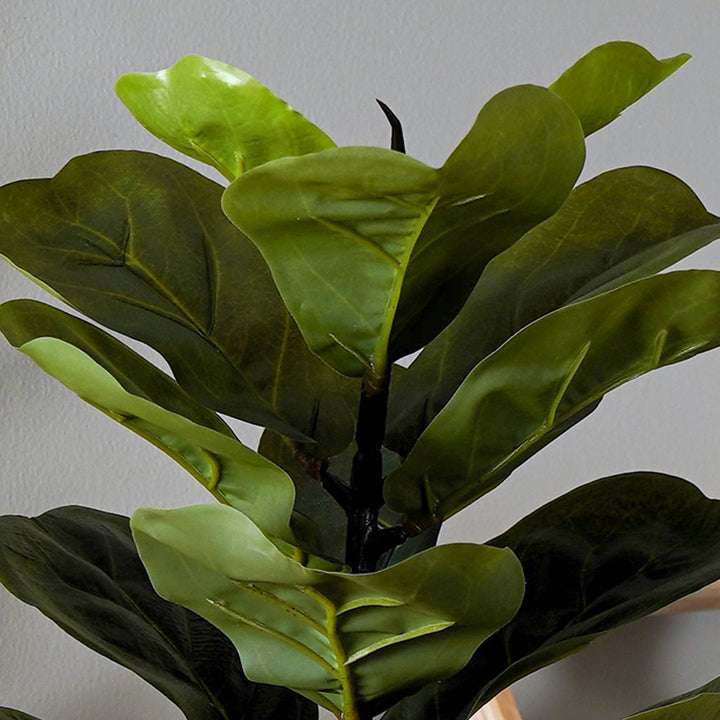 fiddle leaf fig edmonton FiddleLeaf – The Artment
