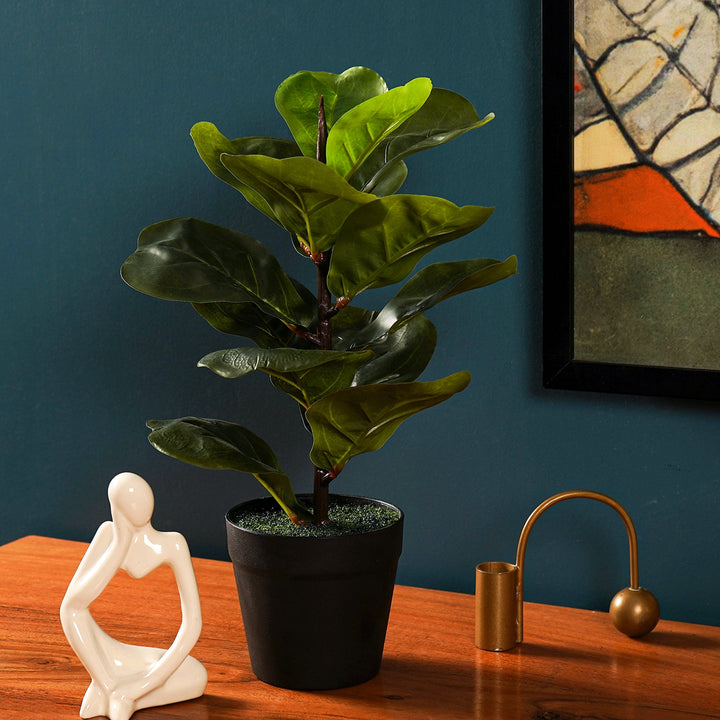 fiddle leaf fig vase life FiddleLeaf – The Artment