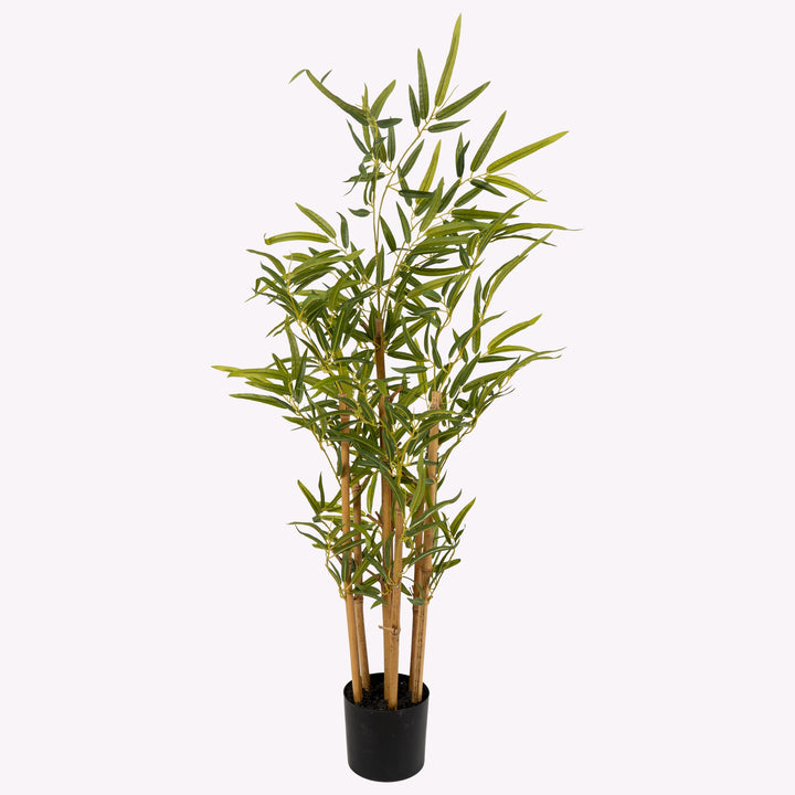 golden bamboo house plant Golden Bamboo Plant – The Artment