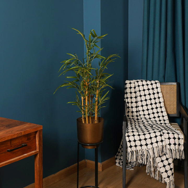 indoor golden bamboo plant Golden Bamboo Plant – The Artment