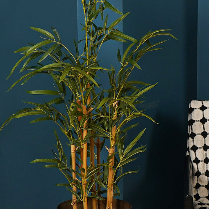 golden bamboo house plant Golden Bamboo Plant – The Artment