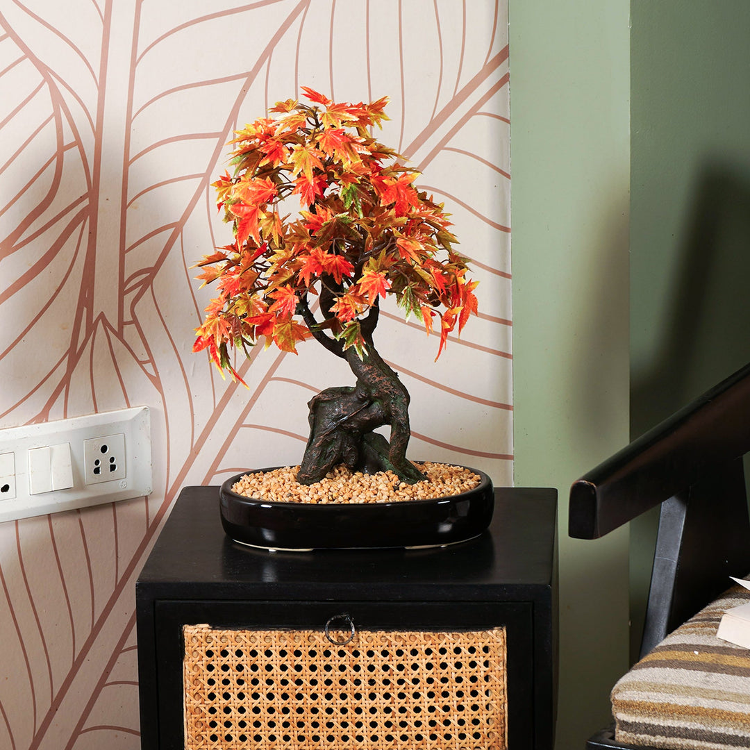 indoor maple bonsai tree Japanese Maple Bonsai Plant – The Artment