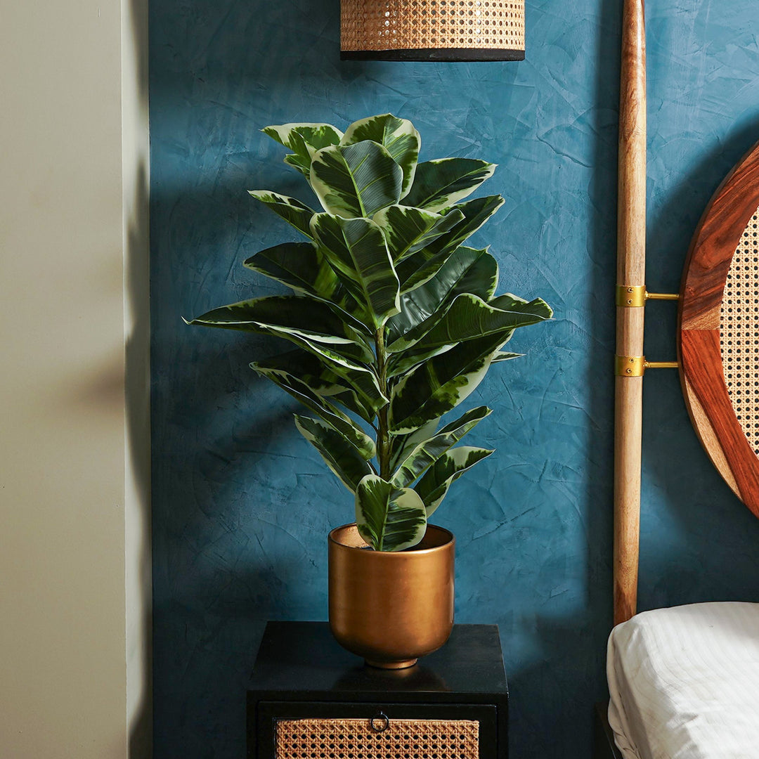 west elm rubber tree Verdora Rubber plant – The Artment