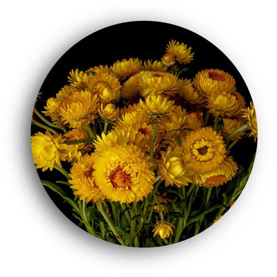 Yellow Mums of Fall Canvas (Matte Finish) - The Artment