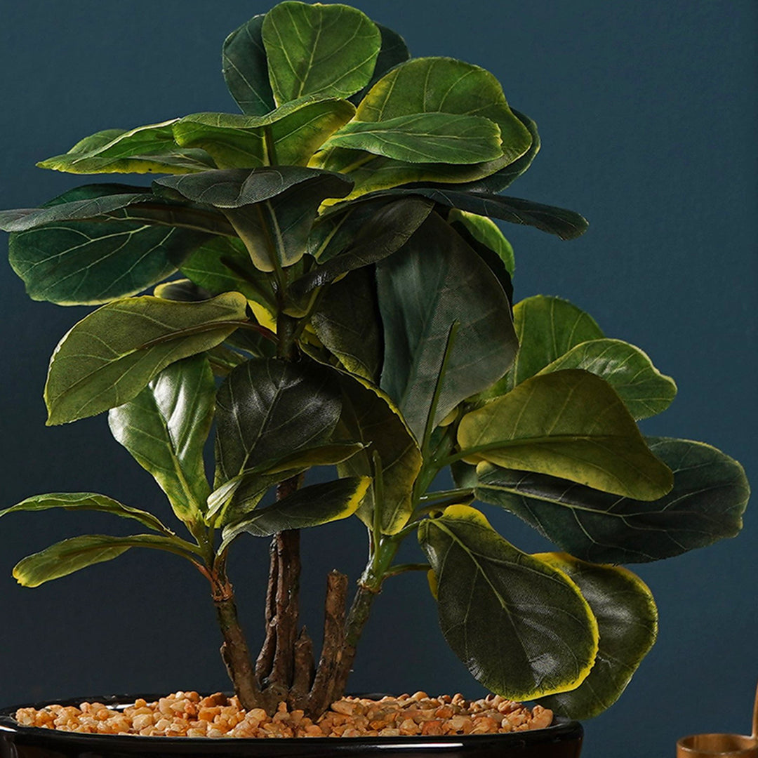 fiddle leaf fig bonsai Zen Leaf Bonsai – The Artment