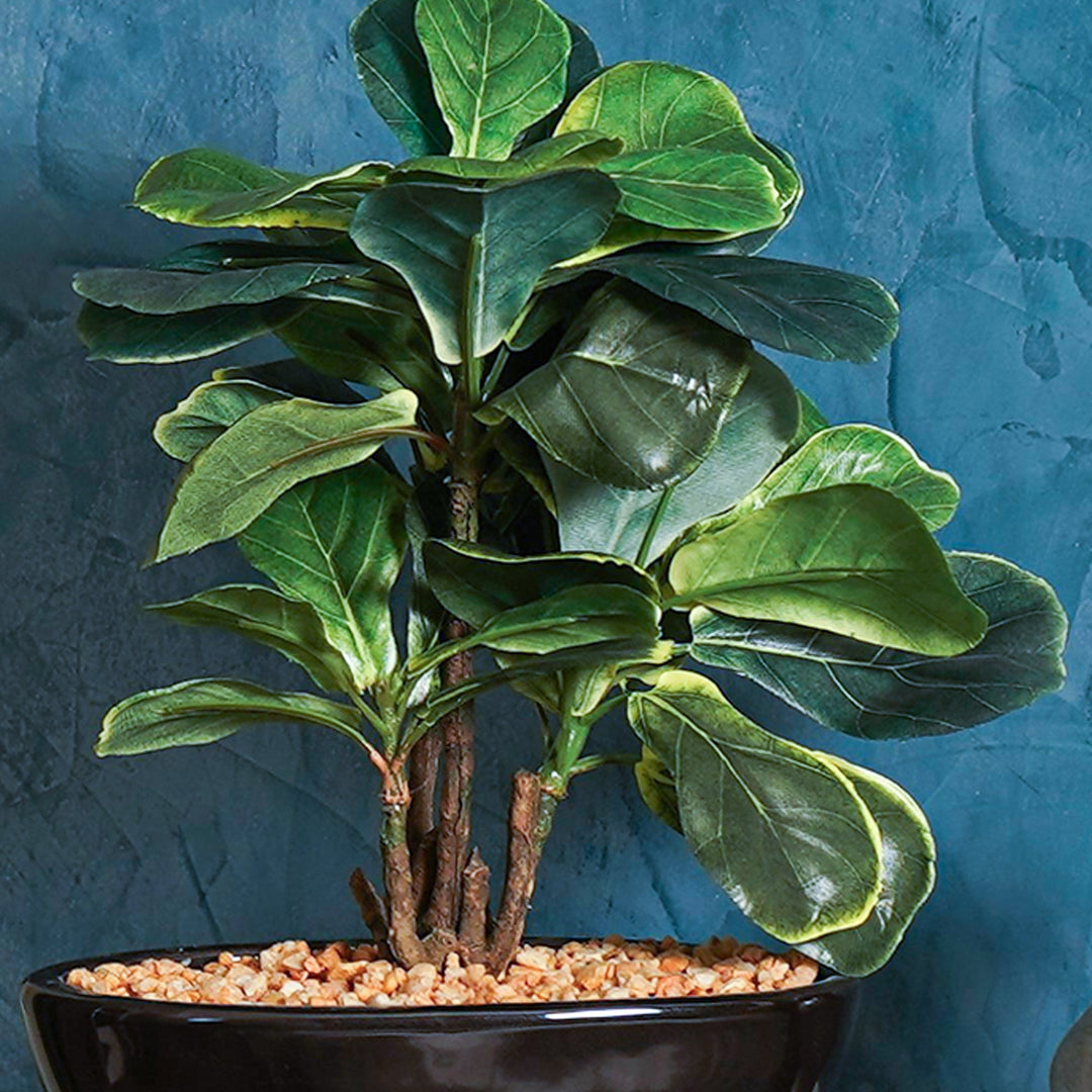 zen jade reflections bonsai plant Zen Leaf Bonsai – The Artment