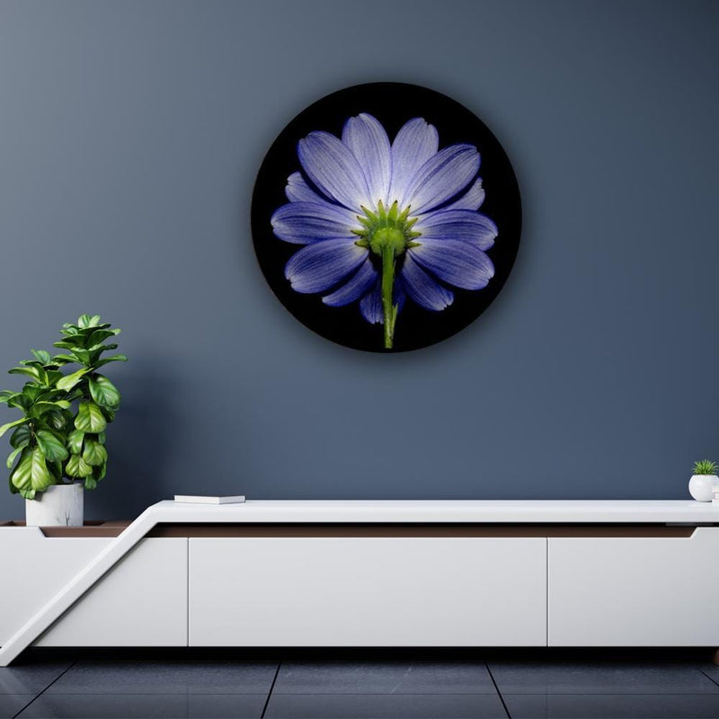 Aster in the Bright Light Canvas - The Artment
